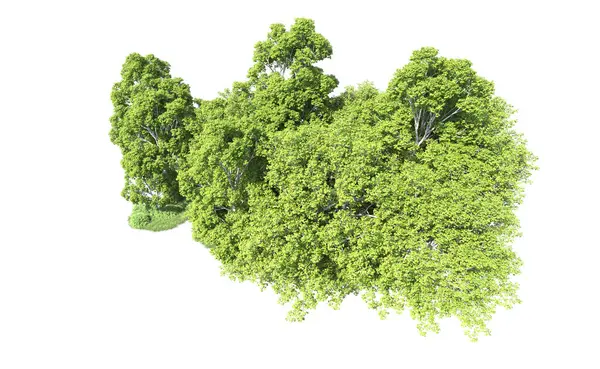 Beyaz arkaplandaki ağaçları kapat