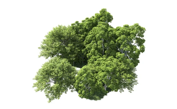 Beyaz arkaplandaki ağaçları kapat