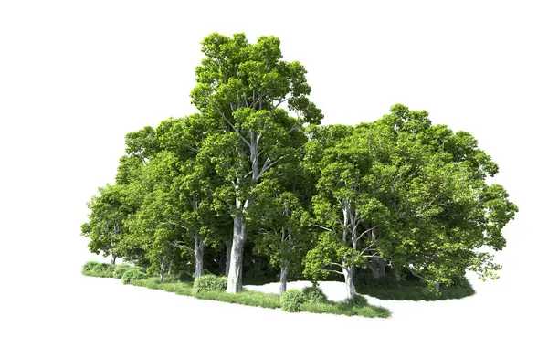 Beyaz arkaplandaki ağaçları kapat