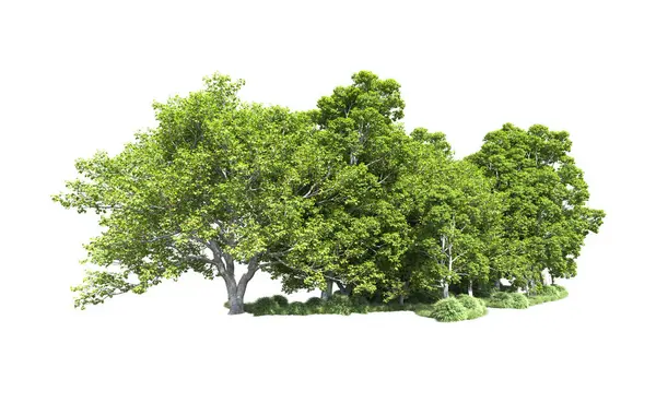 Beyaz arkaplandaki ağaçları kapat