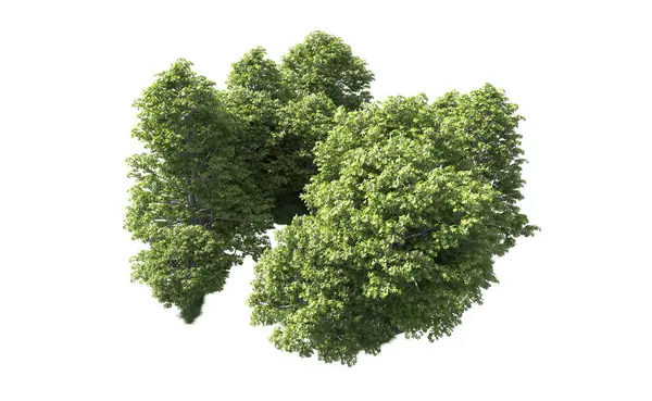 Beyaz arkaplandaki ağaçları kapat