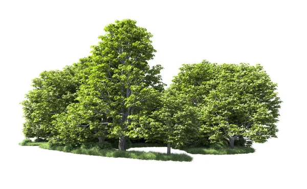 Beyaz arkaplandaki ağaçları kapat