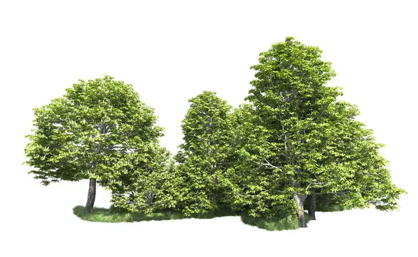 Beyaz arkaplandaki ağaçları kapat