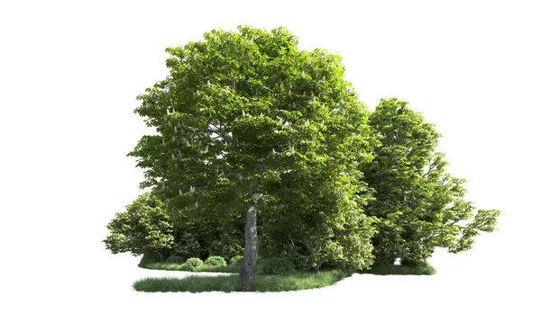 Beyaz arkaplandaki ağaçları kapat