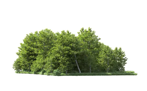 Beyaz arkaplanı olan bir grup ağaç 