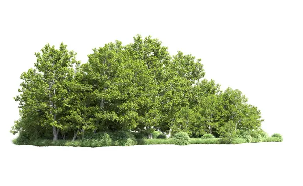 Beyaz arkaplanı olan bir grup ağaç 