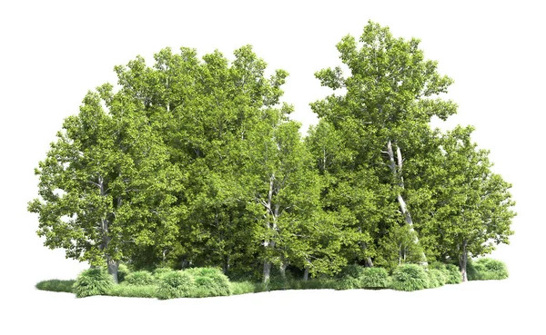 Beyaz arkaplanı olan bir grup ağaç 