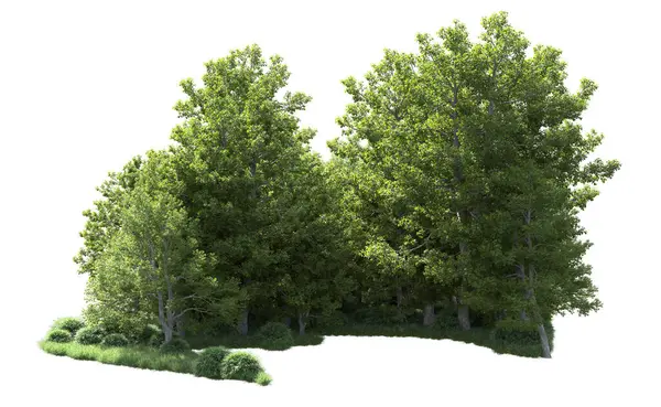 Beyaz arkaplanı olan bir grup ağaç 
