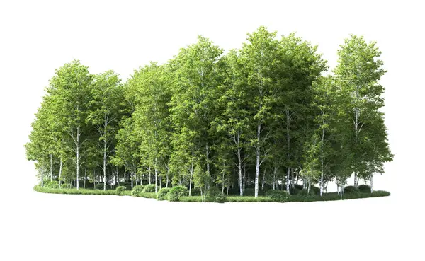 Beyaz arkaplanı olan bir grup ağaç 
