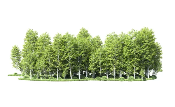 Beyaz arkaplanı olan bir grup ağaç 