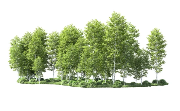 Beyaz arkaplanı olan bir grup ağaç 