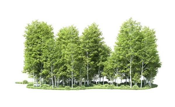 Beyaz arkaplanı olan bir grup ağaç 