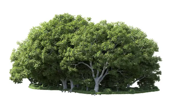 Beyaz zemin üzerine yeşil ağaçlar kadar kapatın