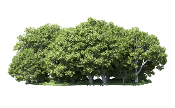 Beyaz zemin üzerine yeşil ağaçlar kadar kapatın