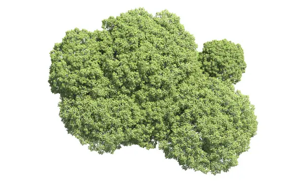 Beyaz arka plan üzerinde izole ağaçlar grubu