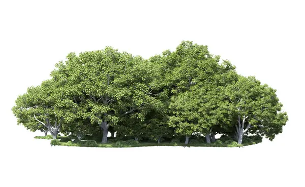 Beyaz arka plan üzerinde izole ağaçlar grubu