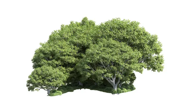 Beyaz arka plan üzerinde izole ağaçlar grubu
