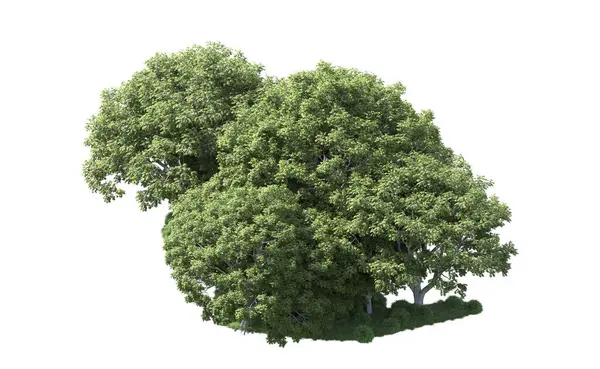 Beyaz arka plan üzerinde izole ağaçlar grubu