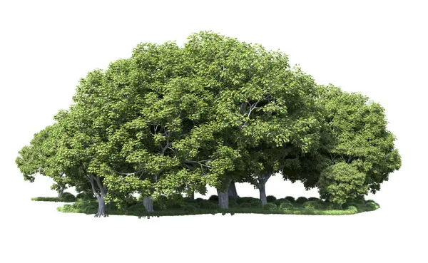 Beyaz arka plan üzerinde izole ağaçlar grubu