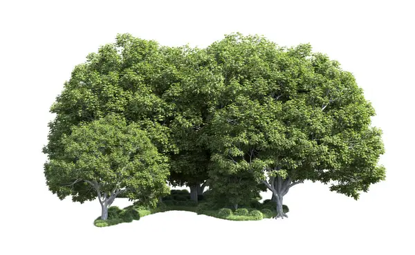 Beyaz arka plan üzerinde izole ağaçlar grubu