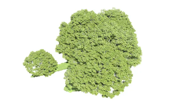 Beyaz arka plan üzerinde izole ağaçlar grubu