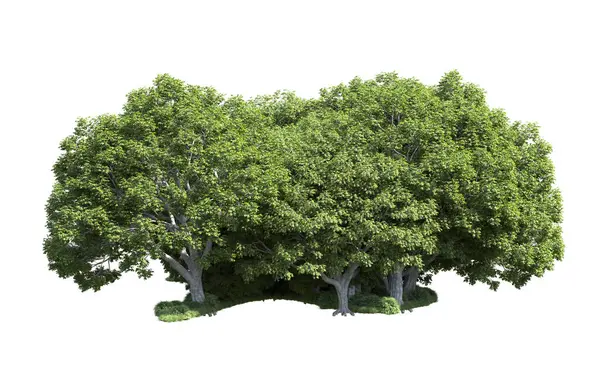 Beyaz arka plan üzerinde izole ağaçlar grubu