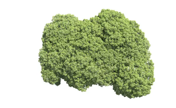 Beyaz arka plan üzerinde izole ağaçlar grubu