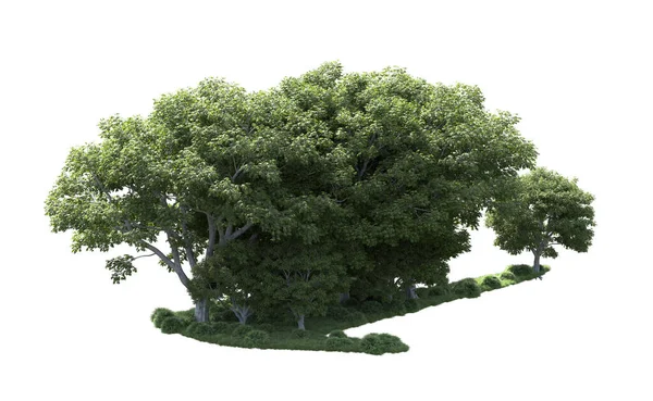 Beyaz arka plan üzerinde izole ağaçlar grubu