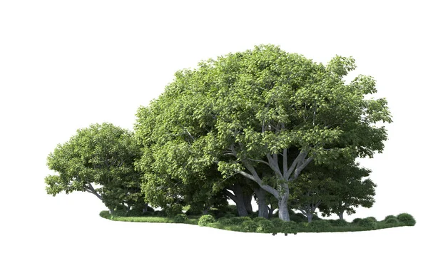 Beyaz arka plan üzerinde izole ağaçlar grubu