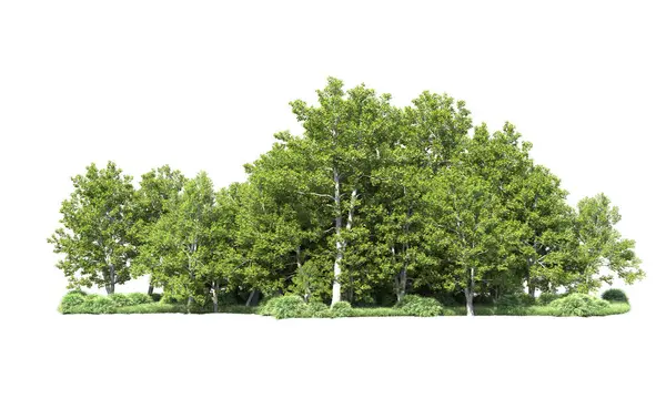 Beyaz arka plan üzerinde izole ağaçlar grubu