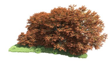 Beyaz arka plan üzerinde izole ağaçlar grubu