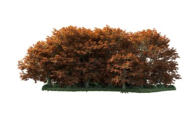 Beyaz arka plan üzerinde izole ağaçlar grubu