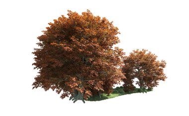 Beyaz arka plan üzerinde izole ağaçlar grubu