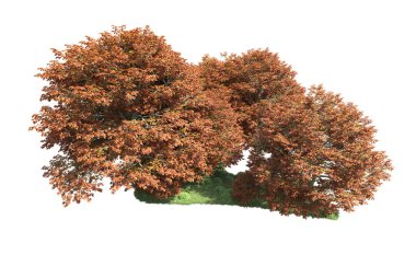 Beyaz arka plan üzerinde izole ağaçlar grubu