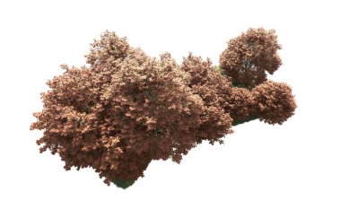 Orman ağaçları arka planda maskeyle izole edilmiş. 3d görüntüleme - illüstrasyon