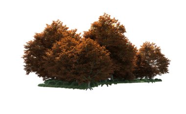 Beyaz arka plan üzerinde izole ağaçlar grubu