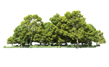 Orman ağaçları arka planda maskeyle izole edilmiş. 3d görüntüleme - illüstrasyon