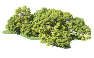 Orman ağaçları arka planda maskeyle izole edilmiş. 3d görüntüleme - illüstrasyon