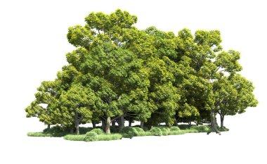 Orman ağaçları arka planda maskeyle izole edilmiş. 3d görüntüleme - illüstrasyon