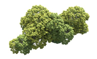 Orman ağaçları arka planda maskeyle izole edilmiş. 3d görüntüleme - illüstrasyon