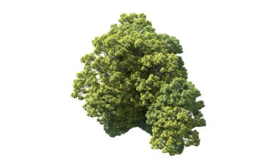 Orman ağaçları arka planda maskeyle izole edilmiş. 3d görüntüleme - illüstrasyon