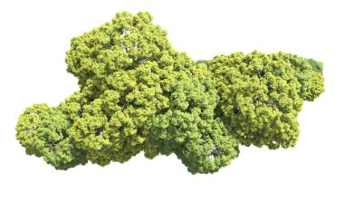 Orman ağaçları arka planda maskeyle izole edilmiş. 3d görüntüleme - illüstrasyon