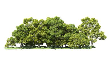 Beyaz arka plan üzerinde izole ağaçlar grubu