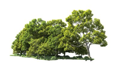 Beyaz arka plan üzerinde izole ağaçlar grubu