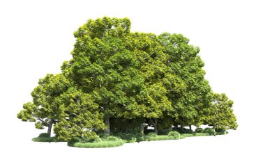 Beyaz arka plan üzerinde izole ağaçlar grubu