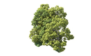 Beyaz arka plan üzerinde izole ağaçlar grubu