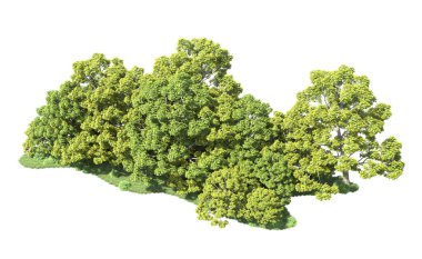 Beyaz arka plan üzerinde izole ağaçlar grubu