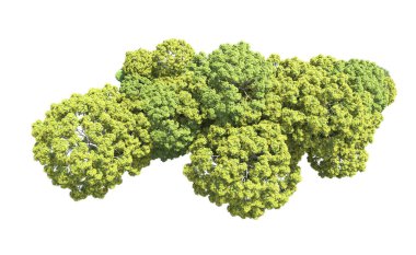 Beyaz arka plan üzerinde izole ağaçlar grubu