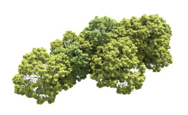 Beyaz arka plan üzerinde izole ağaçlar grubu