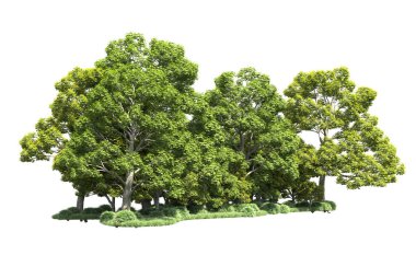 Beyaz arka plan üzerinde izole ağaçlar grubu